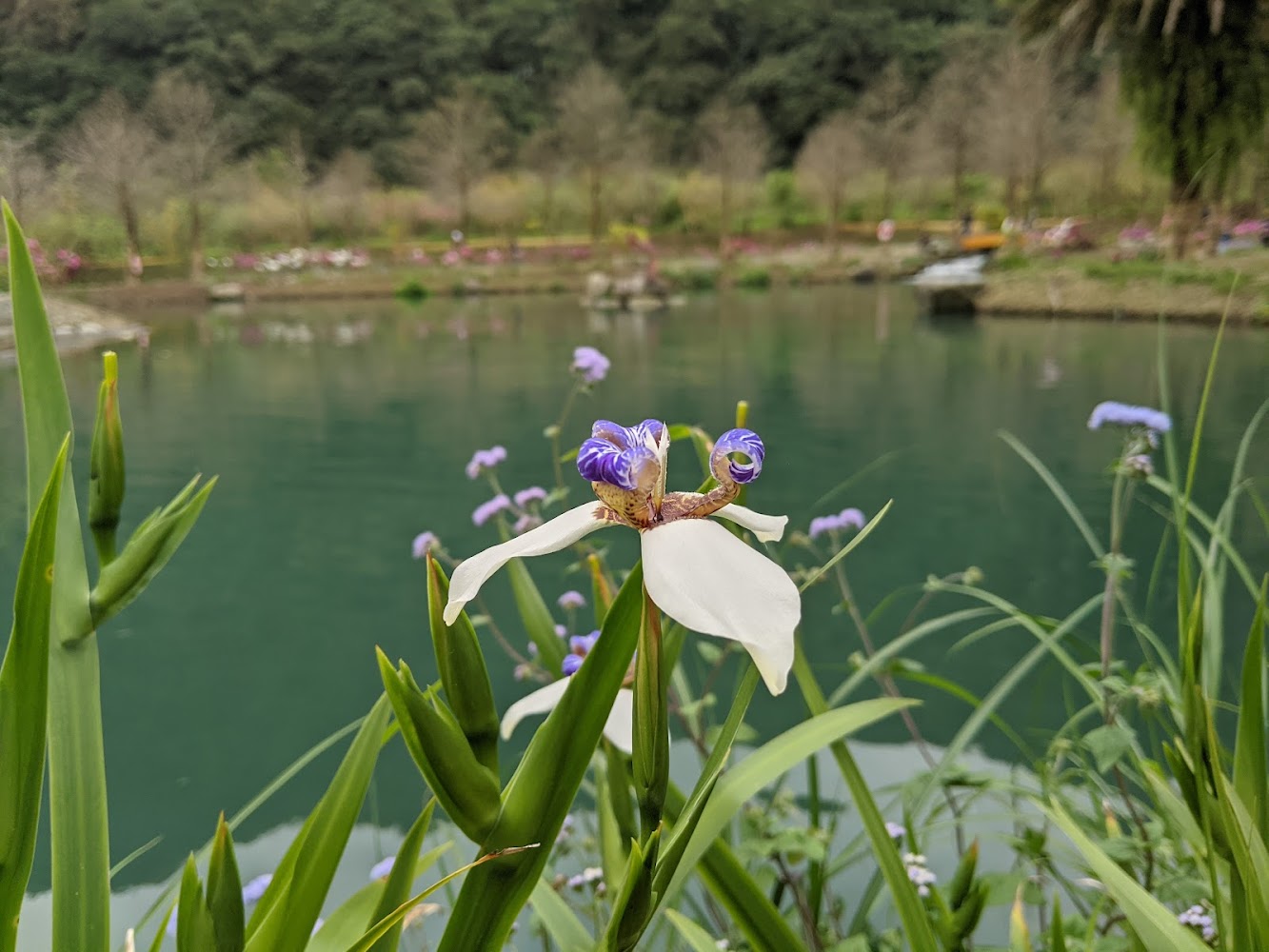 三層坪花卉特寫與湖畔背景