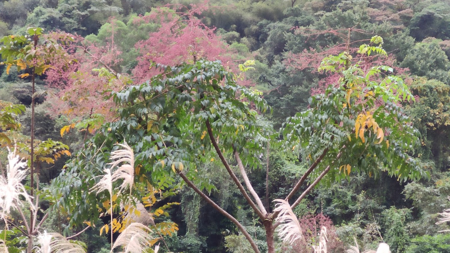 茂密森林與多樣植物景觀