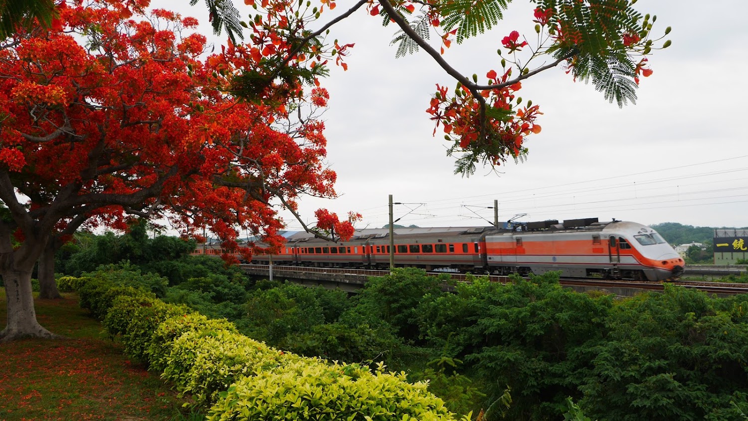 綠池鳳凰花攝點火車經過畫面