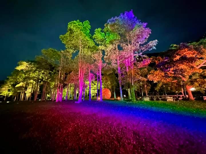 夜晚樹林彩色燈光裝置
