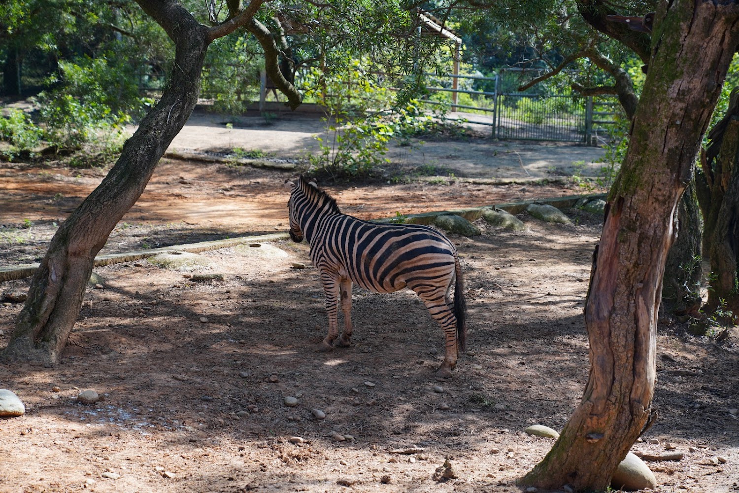 六福村野生動物王國園區景觀與動物活動