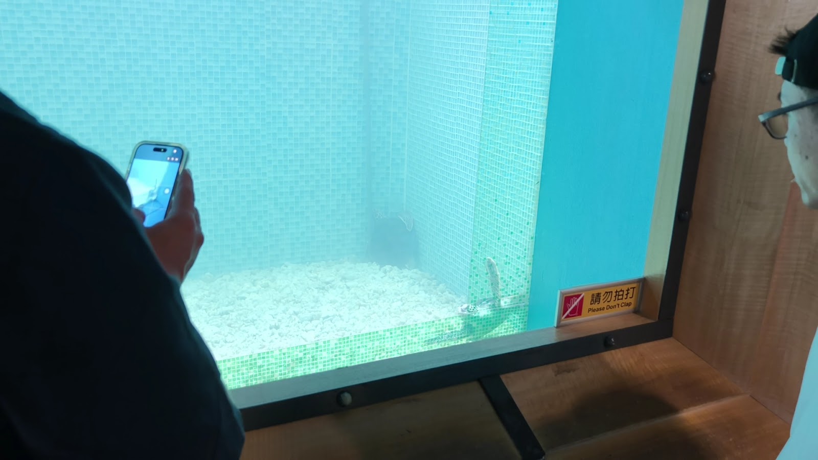 澎湖望安綠蠵龜保育中心室內展示水缸，藍綠馬賽克磁磚