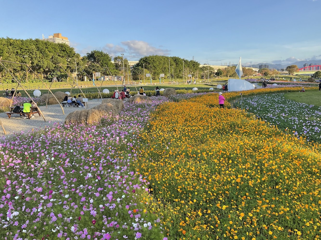 古亭河濱公園花海區大片花景
