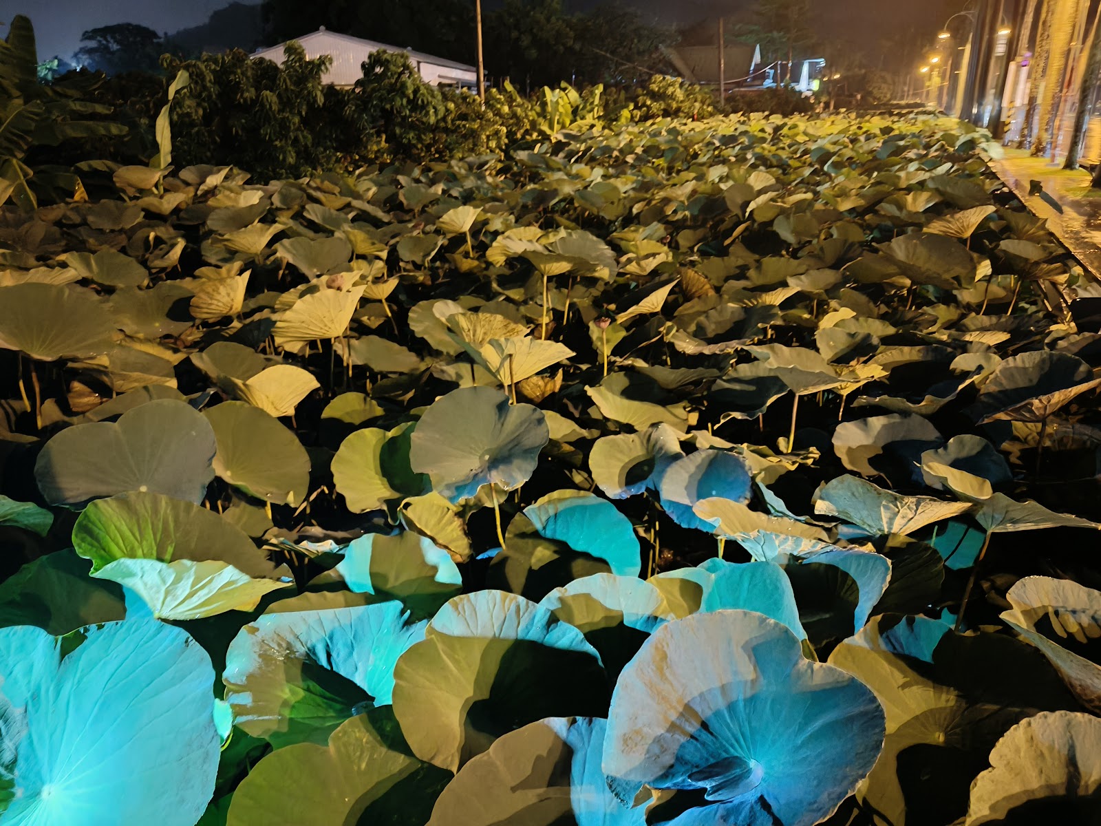 中興新村荷花池夜間彩色LED燈光秀,荷葉在藍綠色燈光下閃耀