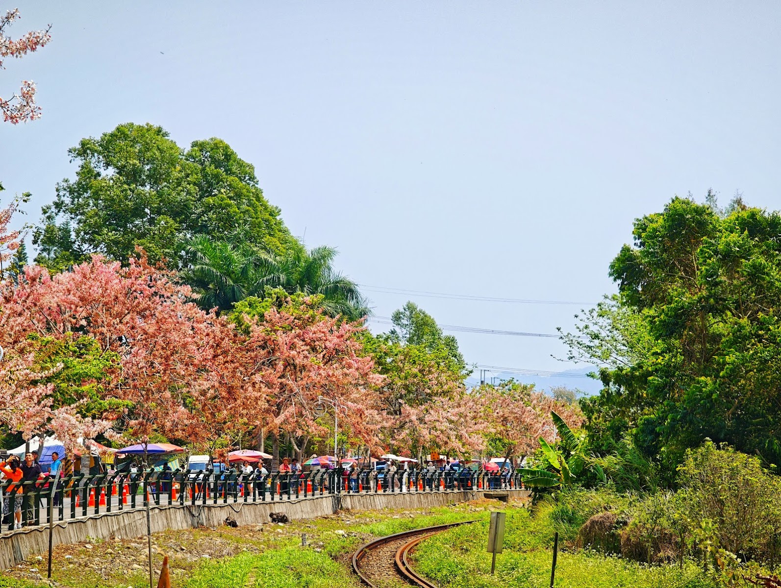 二水花旗木鐵道全景