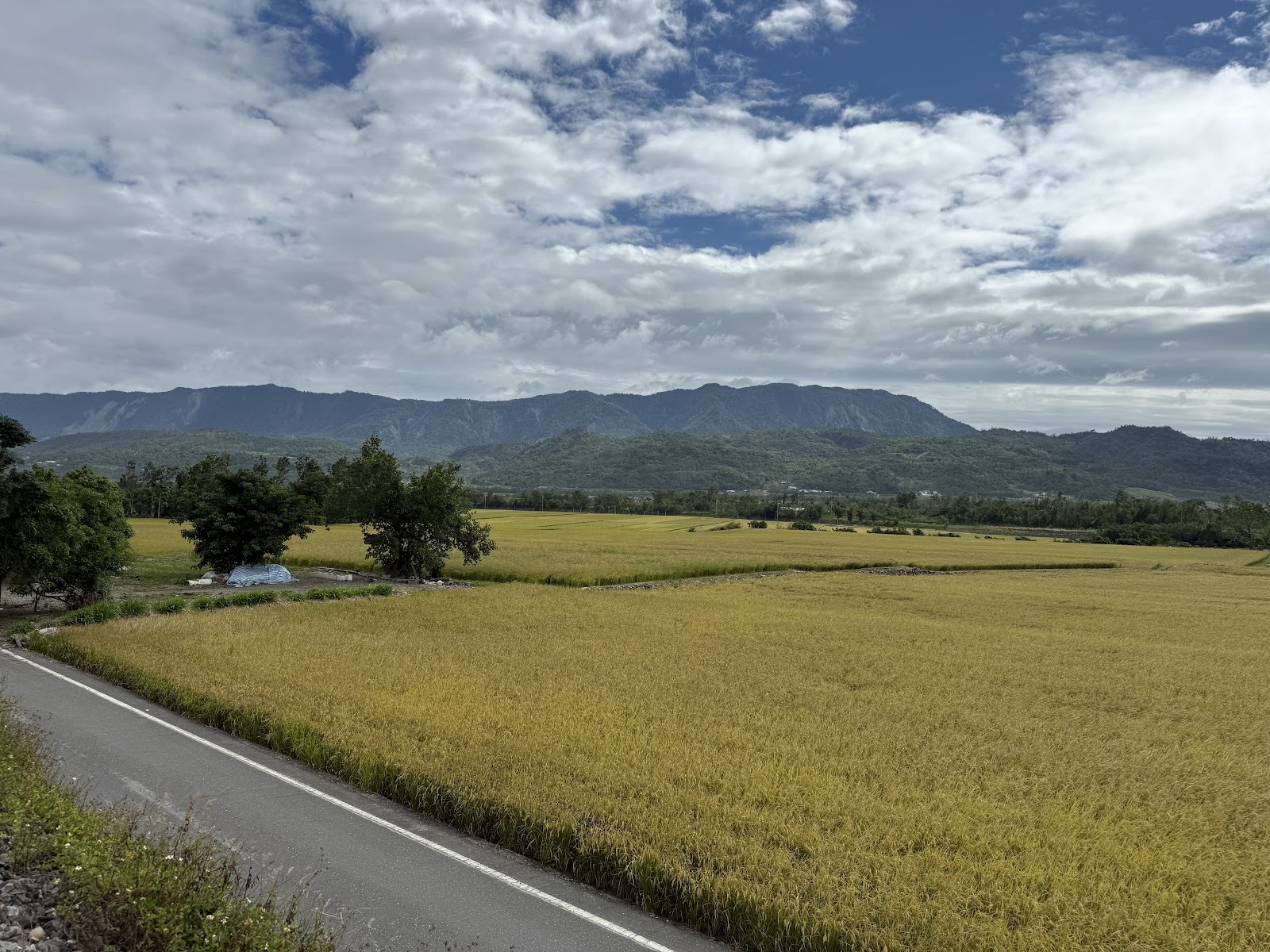 關山月眉自行車道稻田景色
