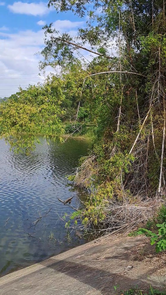 觀音湖岸邊樹林與寧靜水景