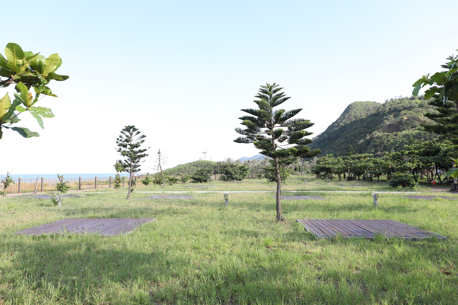 台東達仁鄉南田海岸親水公園廣闊草坪諾福克松樹背景山頭太平洋