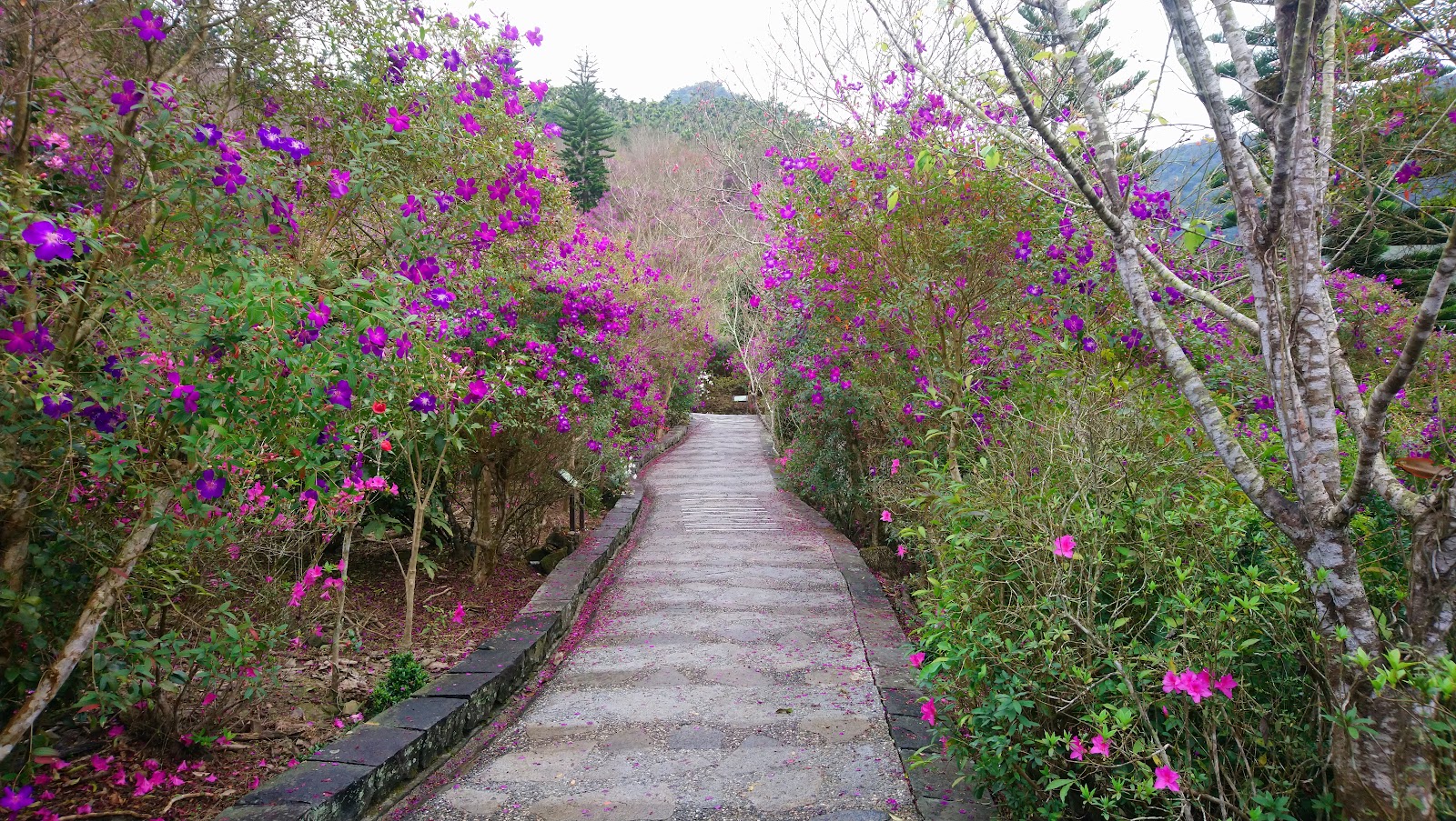 梅嶺石磚步道兩旁紫色野牡丹盛開台南楠西景點