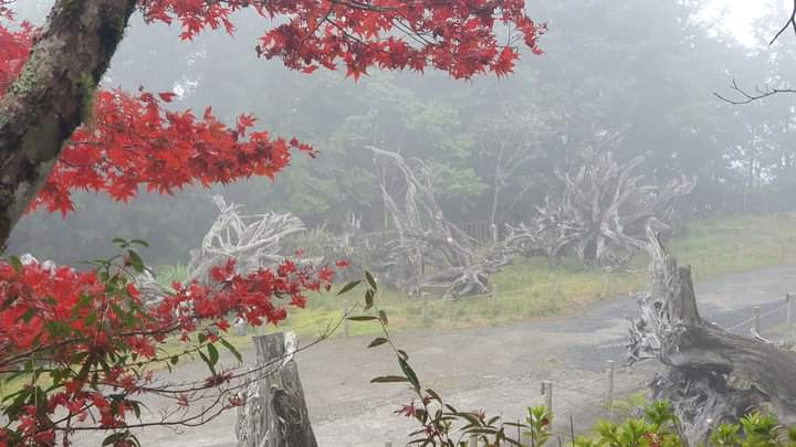 霧氣中的楓葉與枯木