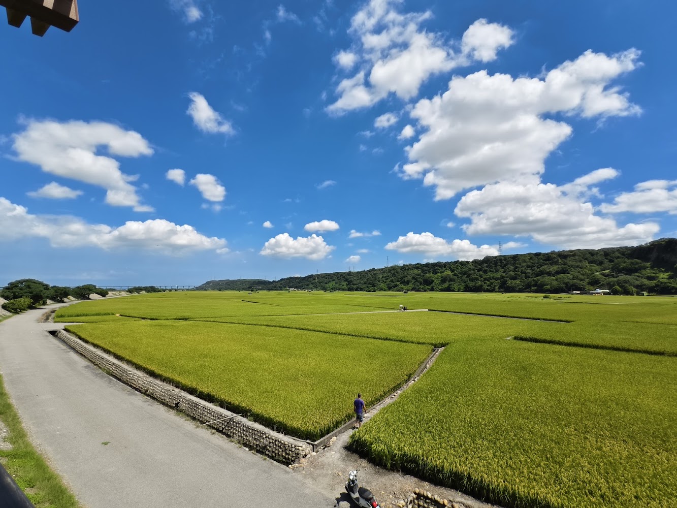 外埔忘憂谷大片稻田與藍天白雲