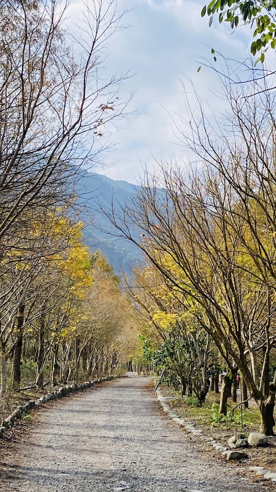 三層坪周邊鄉間道路與黃葉景觀