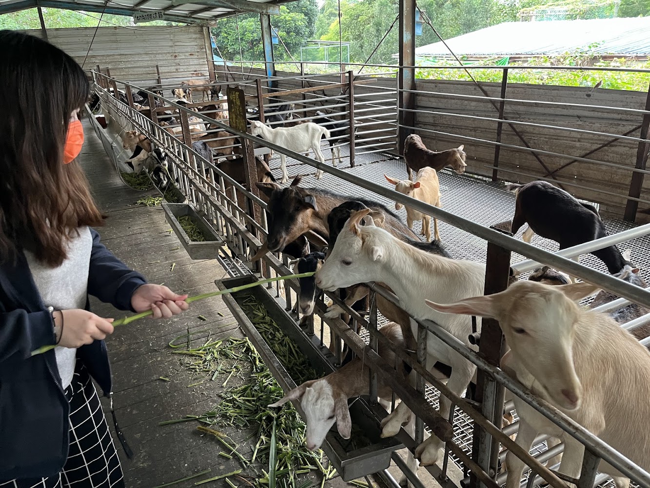 遊客在柵欄邊餵食山羊