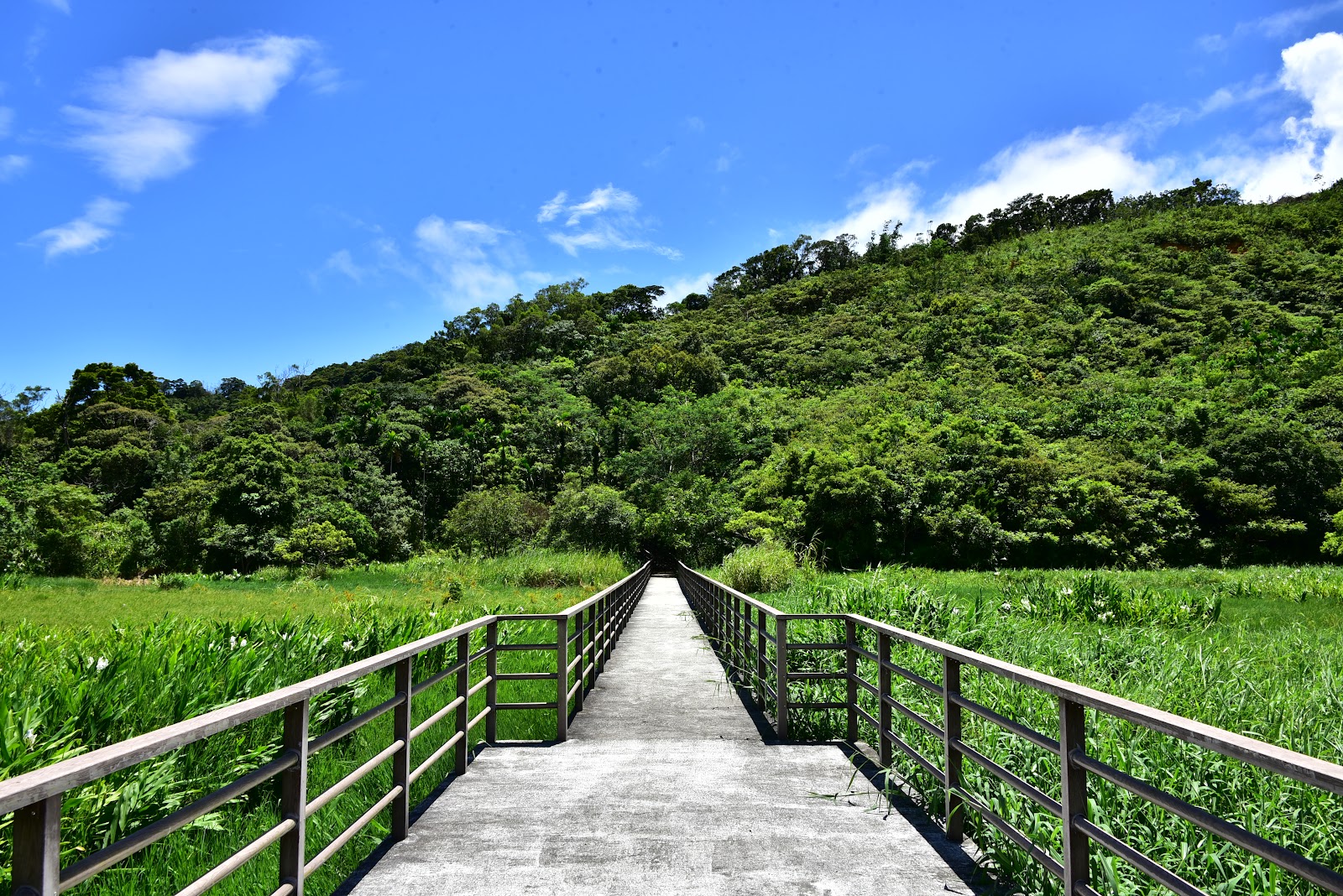 東源水上草原木棧道穿越水生植物濕地藍天山林背景