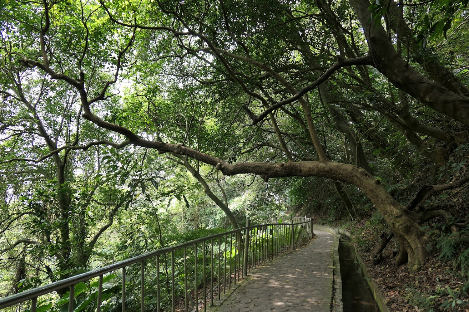 貴子坑親山步道林間石板路