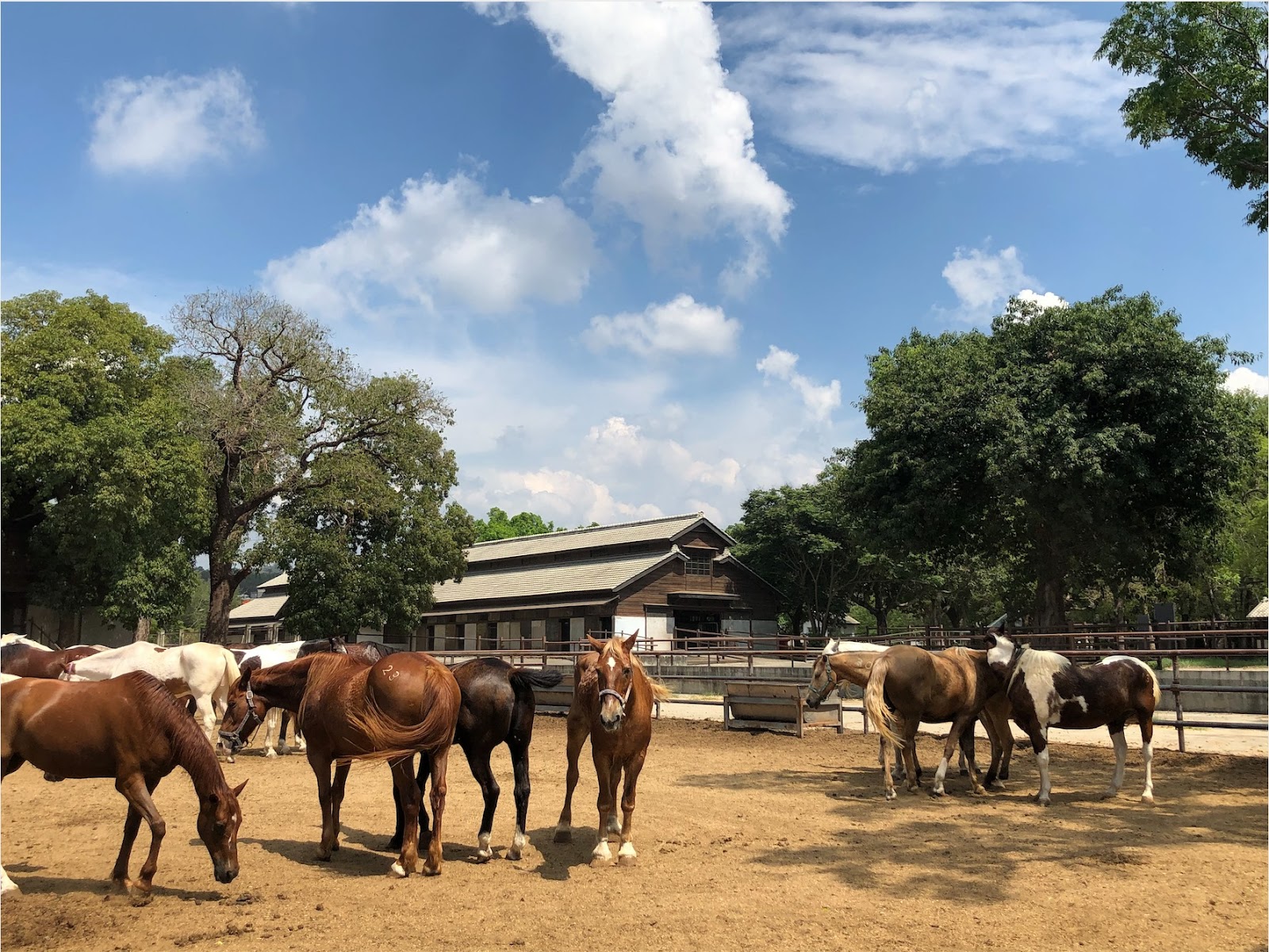台中后里馬場多匹馬在沙地上悠閒踱步，氣勢磅礡