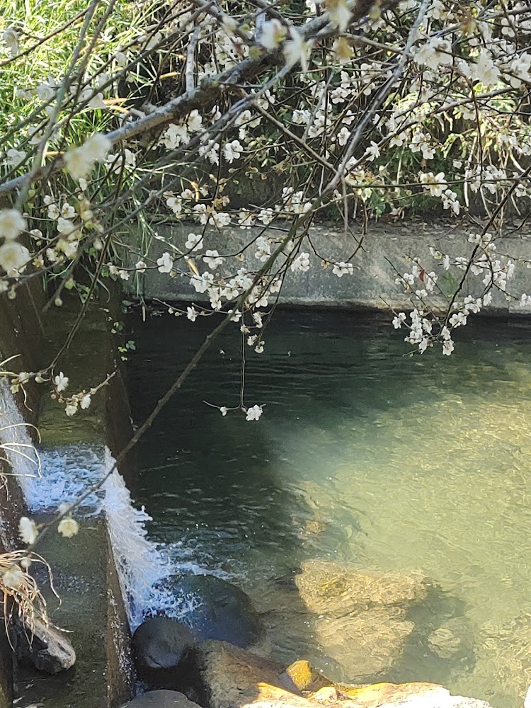 小溪與垂落白花樹枝