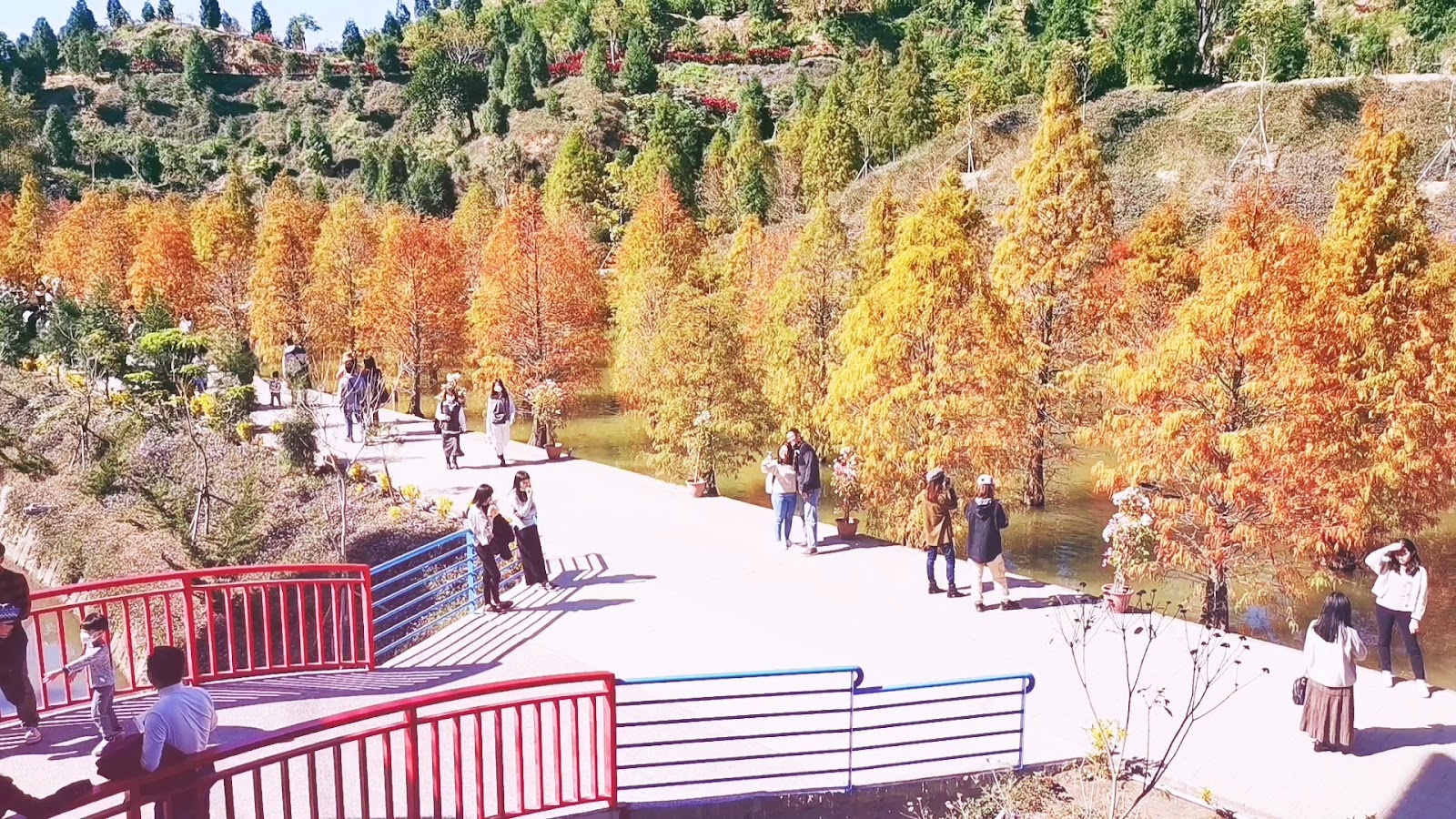 苗栗三灣落羽松莊園木棧道,橘紅落羽松圍繞兩側