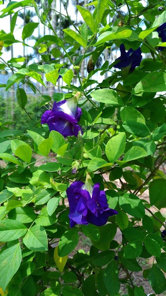 紫色蝶豆花特寫