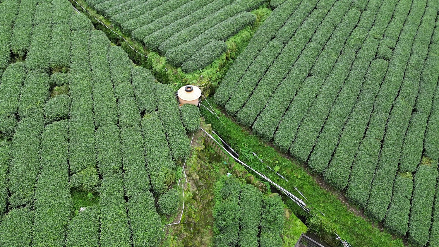 淵明居客棧周邊茶園景觀