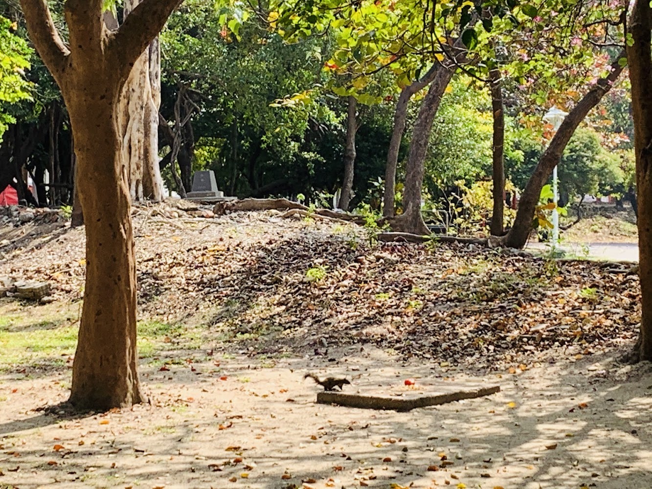 自然樹林地面落葉與松鼠景象
