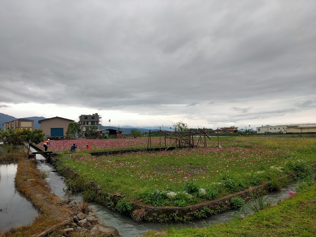 田野花海與在地農作景象