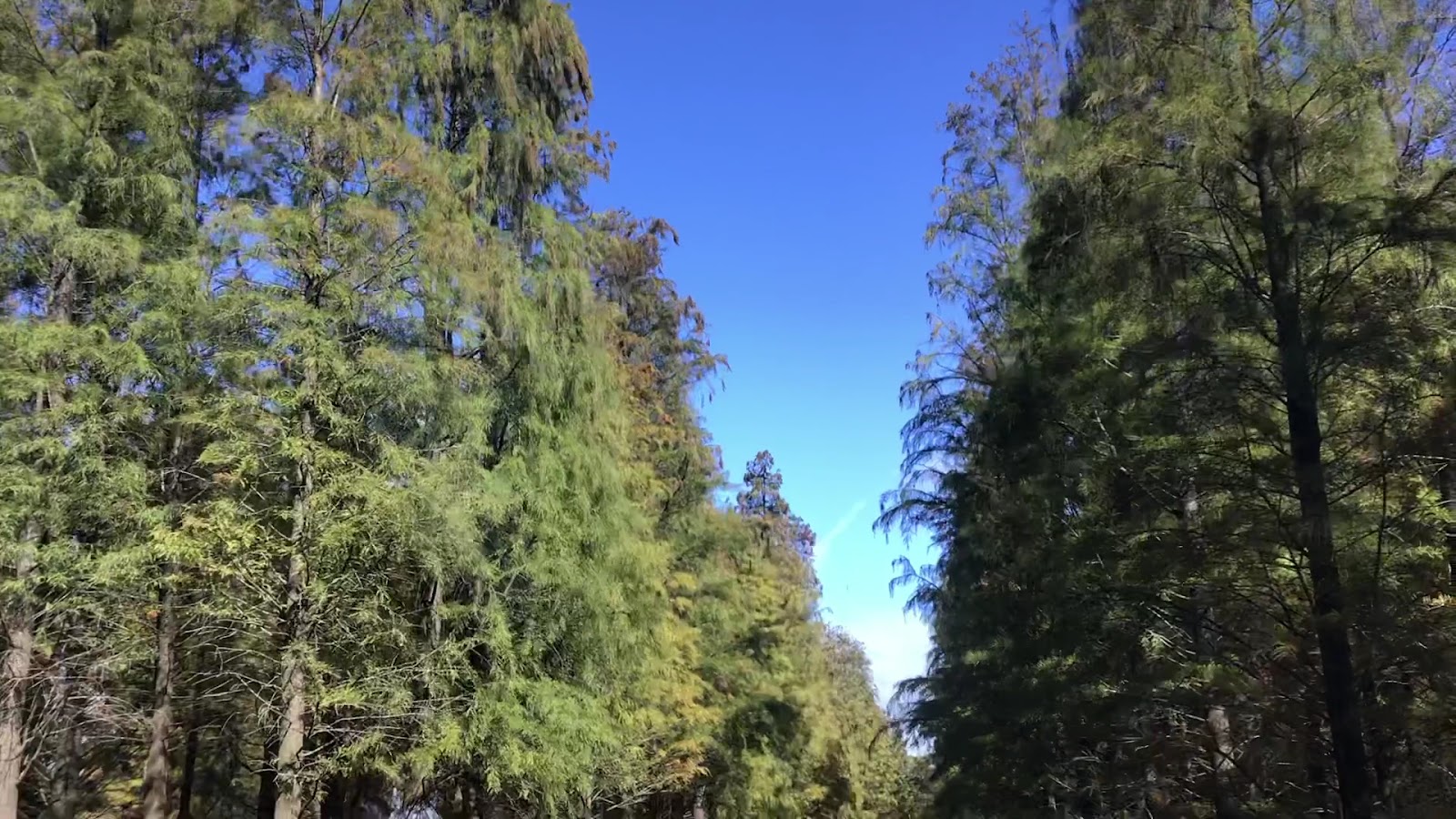 仰望楊梅落羽松林高聳夾道藍天點綴