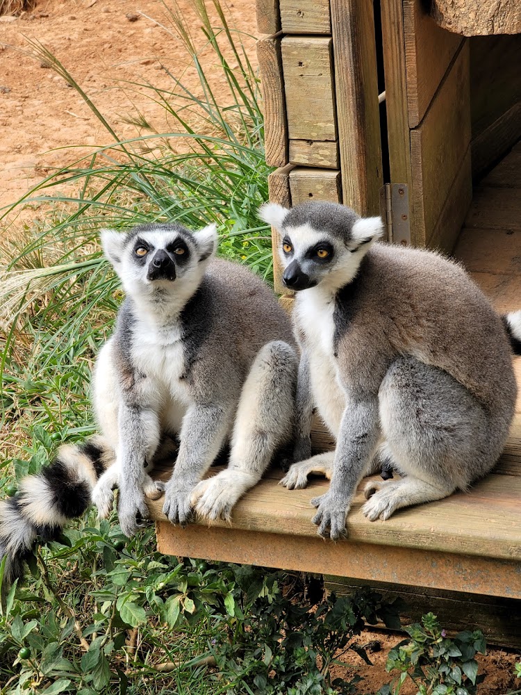 關西六福莊動物生態園區環尾狐猴