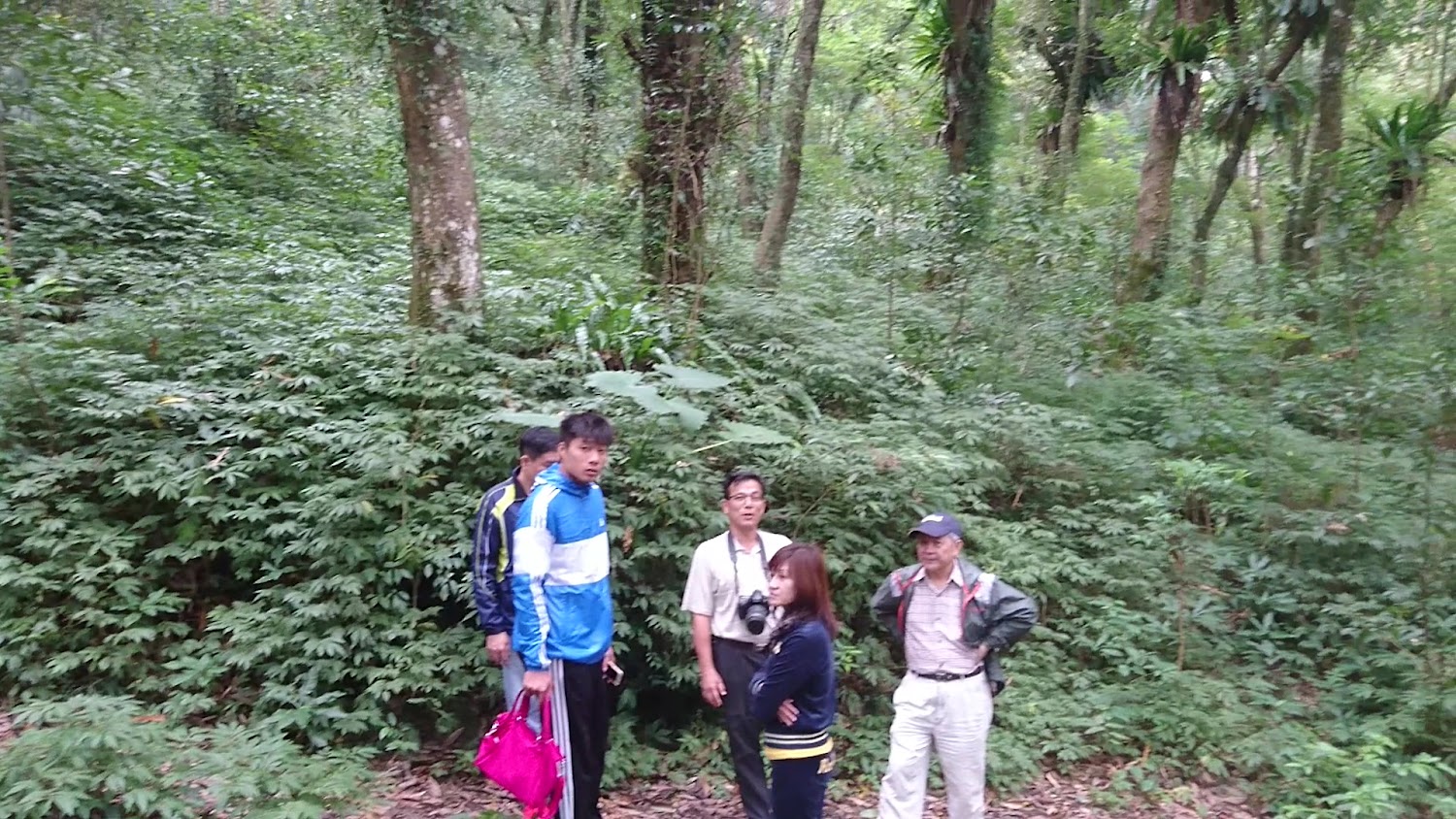 遊客在山蘇森林中活動