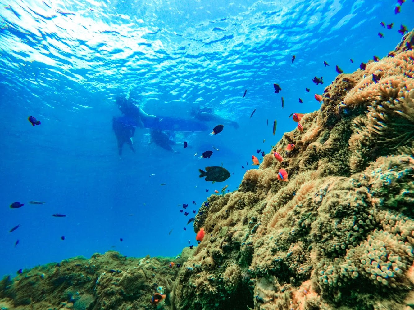 海底彩色珊瑚與熱帶魚景觀，遠處可見浮潛的人