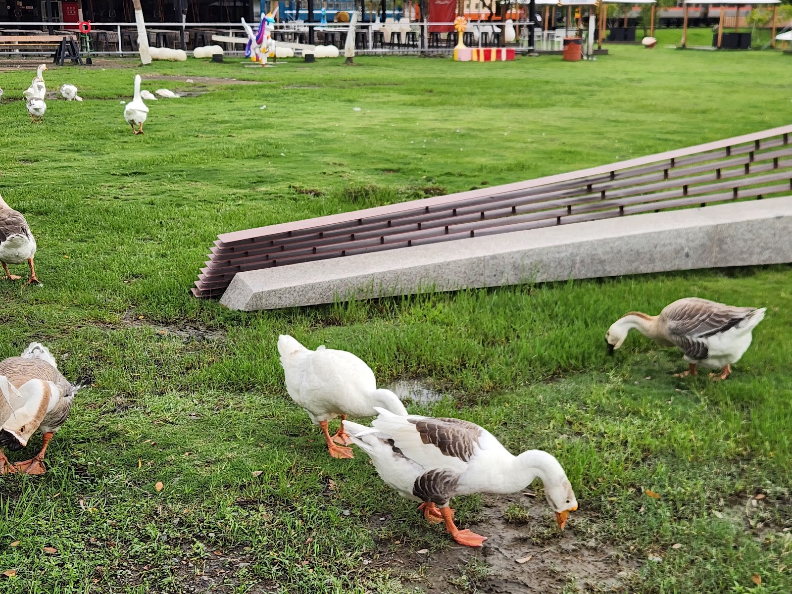 潮州鐵道園區 鵝群漫步草地