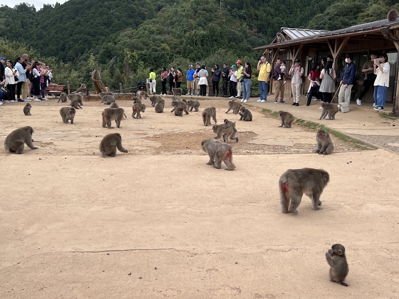 嵐山猴子公園猴群與遊客
