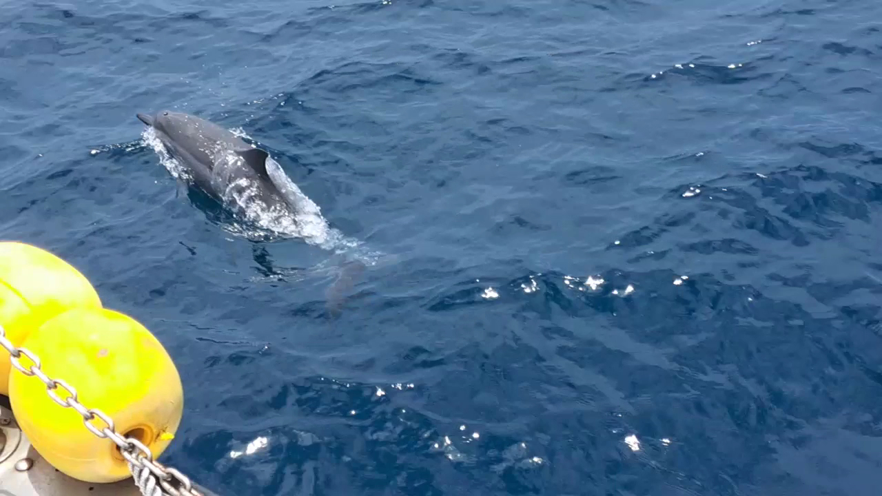 一隻海豚在海面游泳