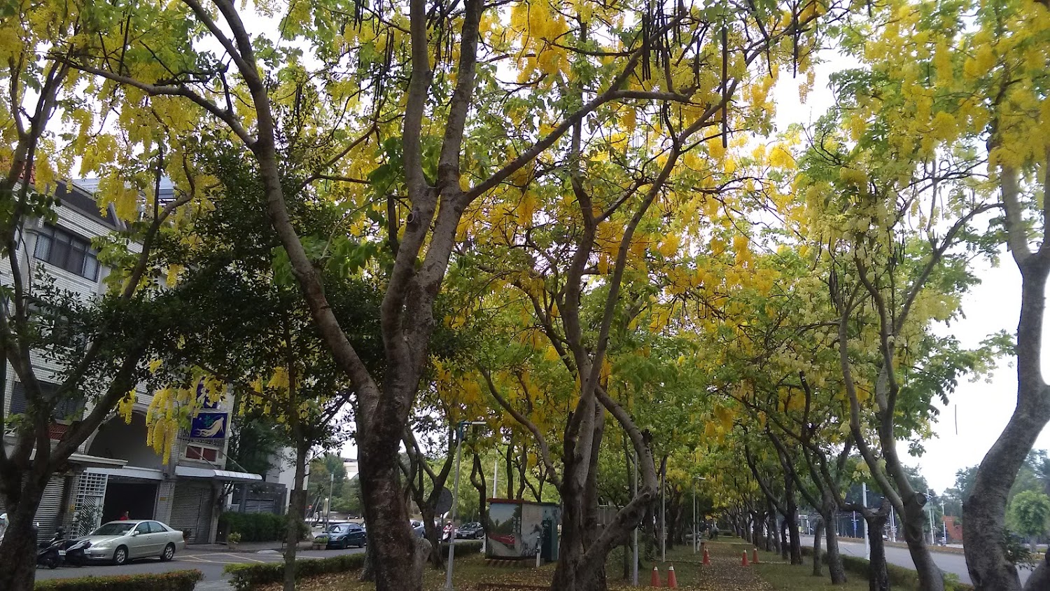 一排盛開黃色花朵的樹木與停放汽車及建築物