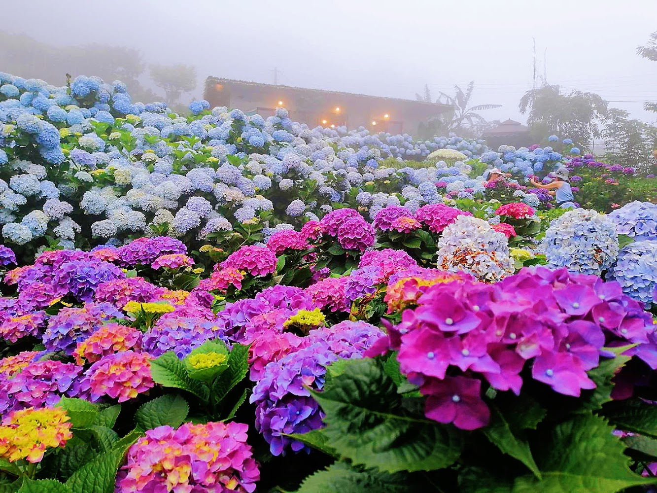 曹家花田香繽紛繡球花海