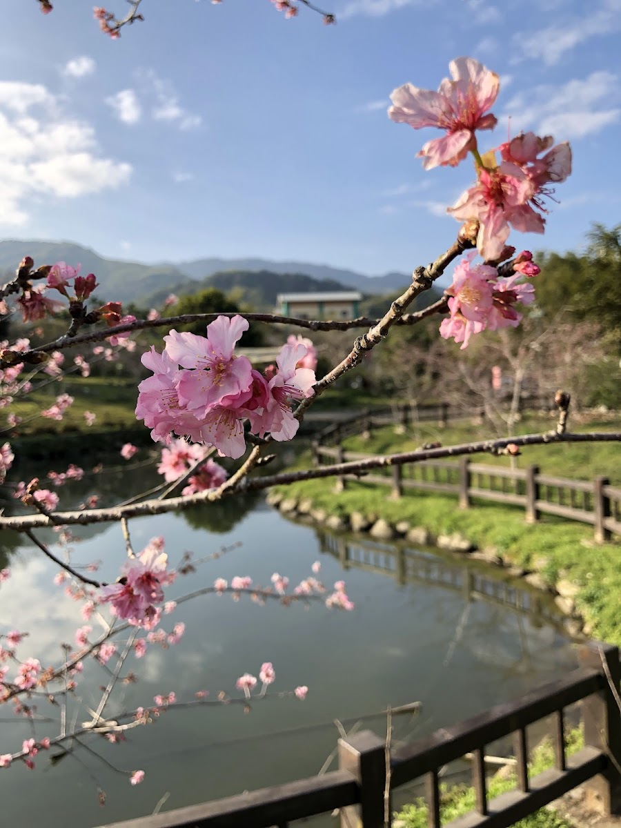 小半天石馬公園山櫻花粉紅花朵倒映潭水中
