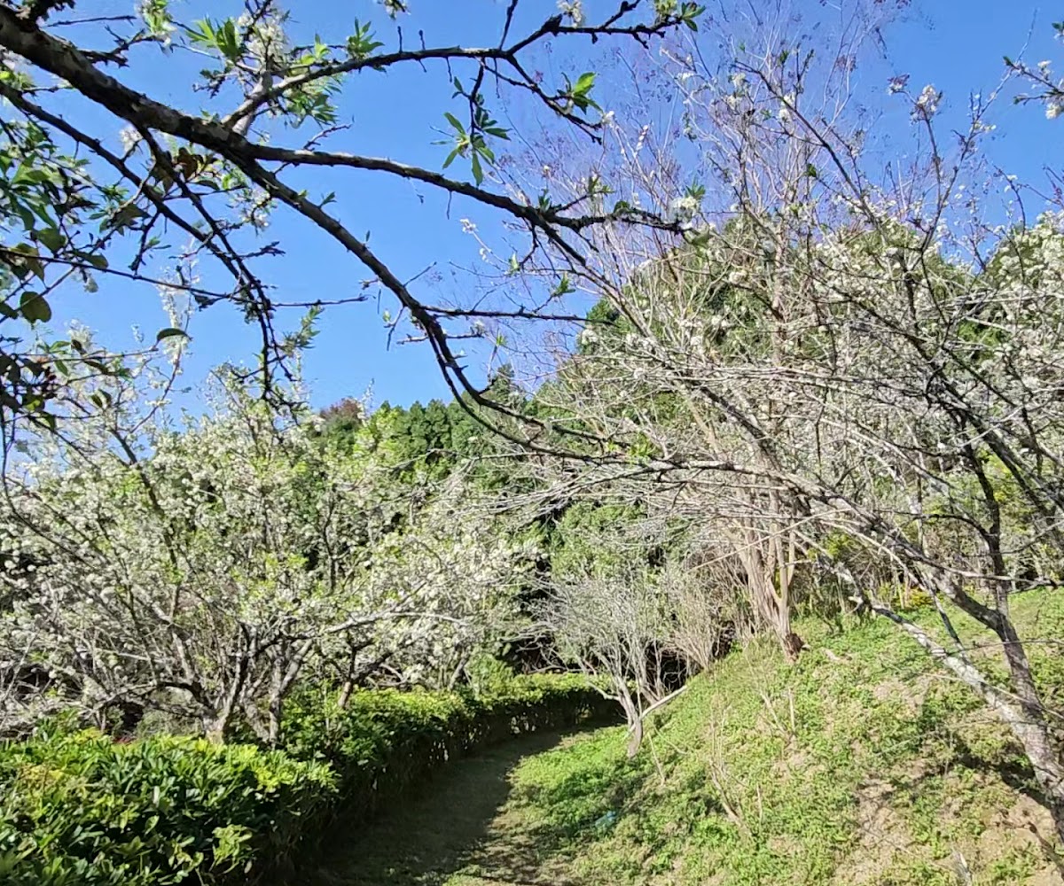 東勢林場櫻花園綠樹白花步道景色