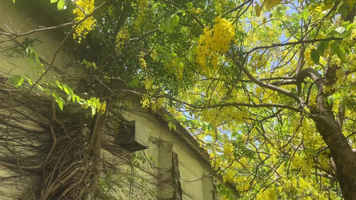 被黃花及藤蔓覆蓋的老屋充滿自然氣息