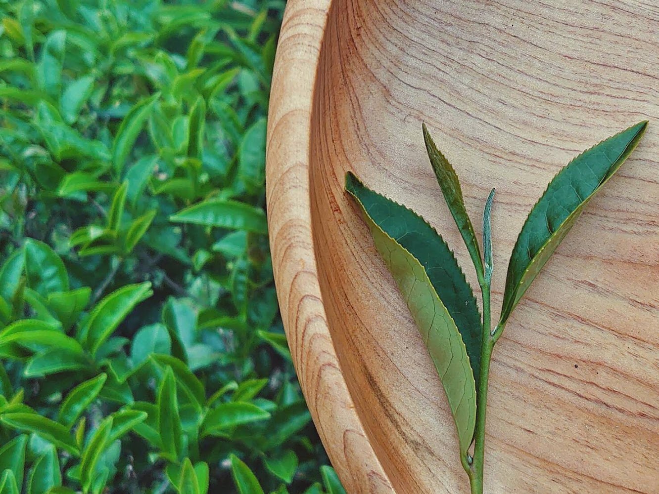 阿里山四季星空茶葉與茶園意象