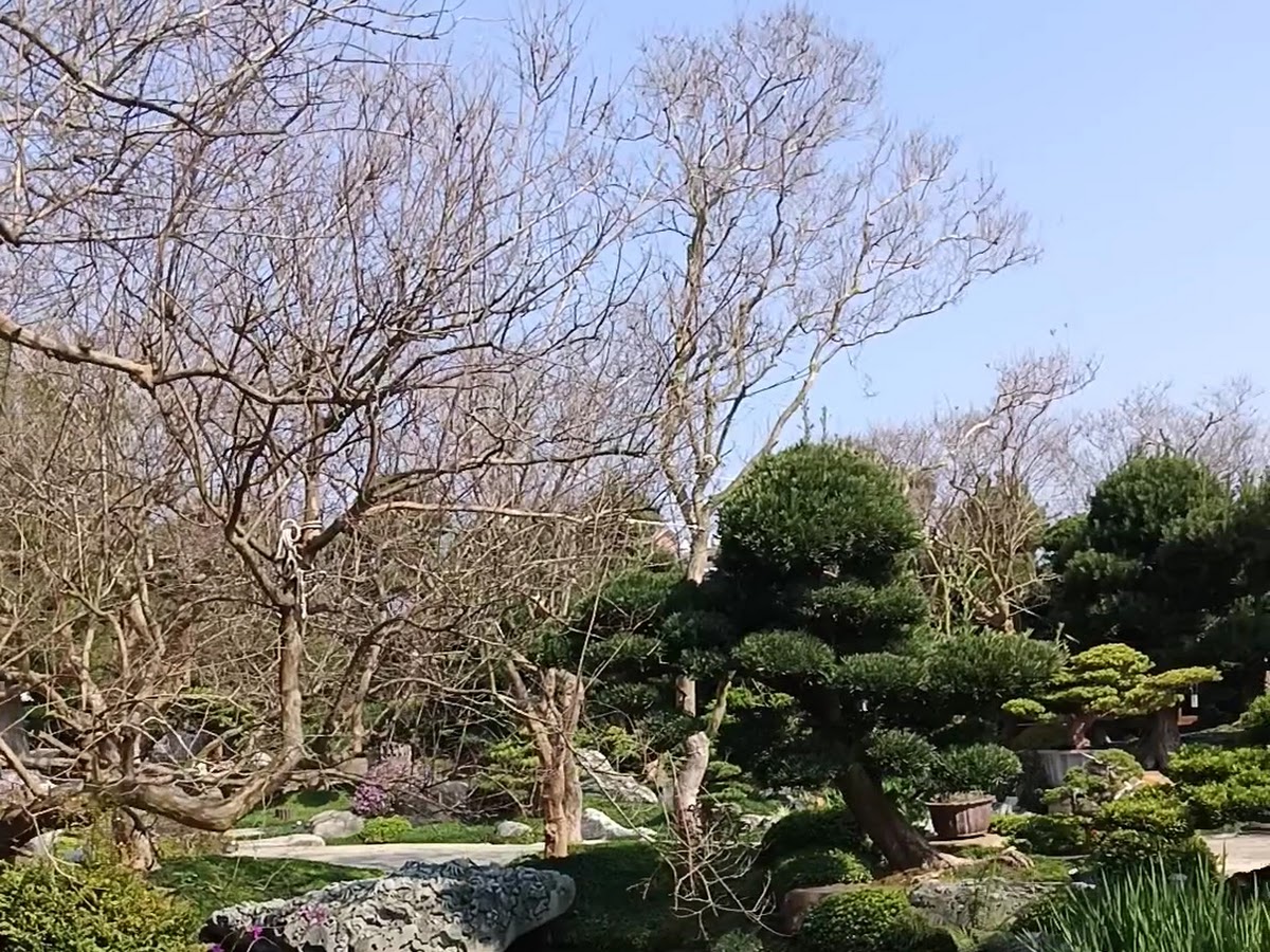 台灣銘園庭園美術館日式庭園石景與精心修剪的盆栽造景