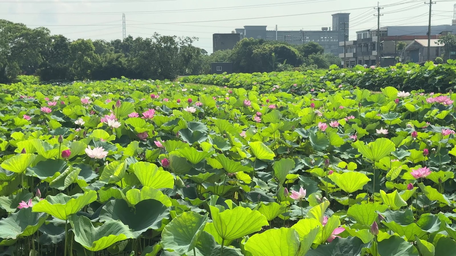 桃園觀音蓮花田廣角全景，粉白蓮花點綴碧綠荷葉