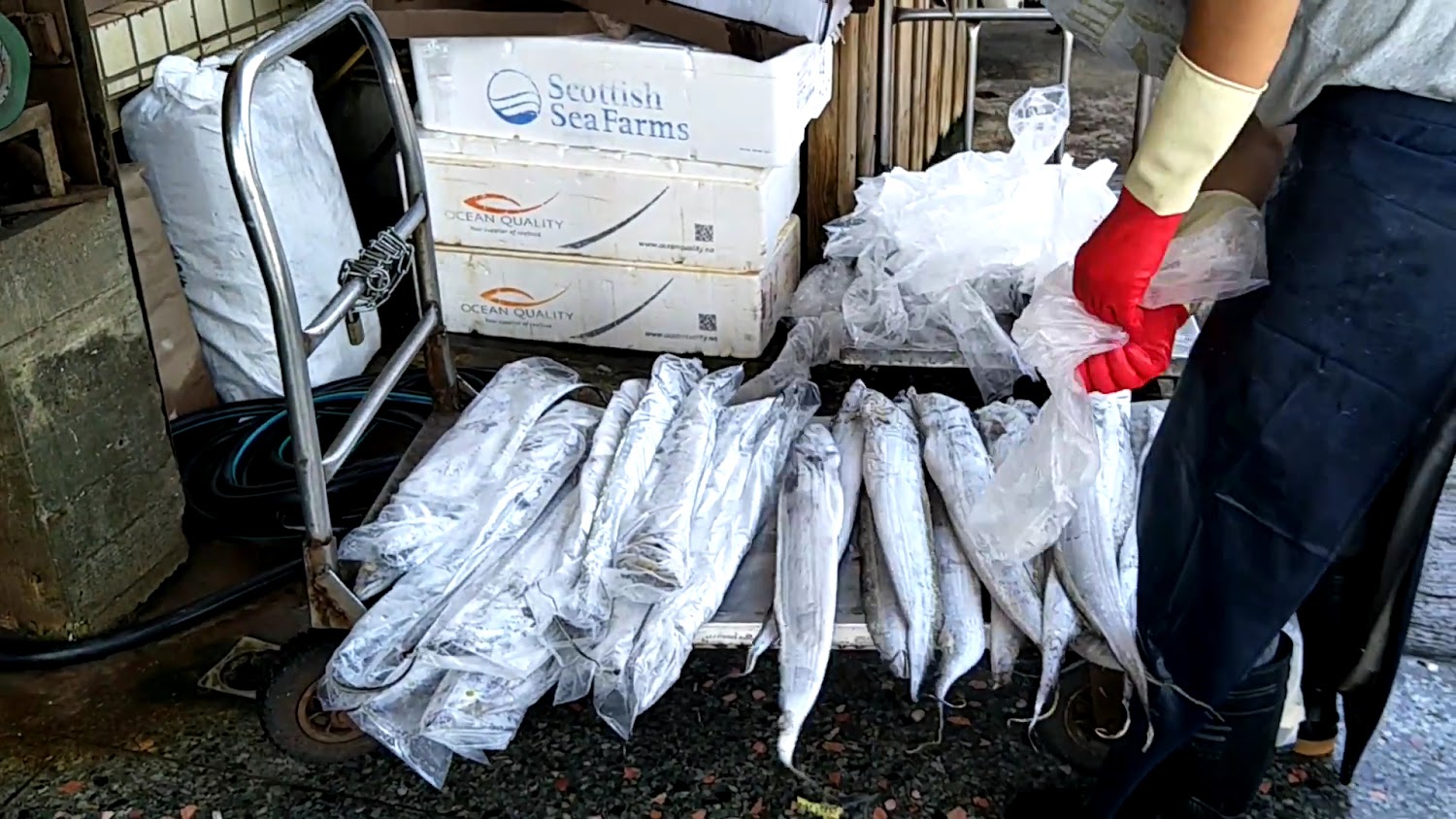 梧棲魚市魚排與工作人員處理漁貨