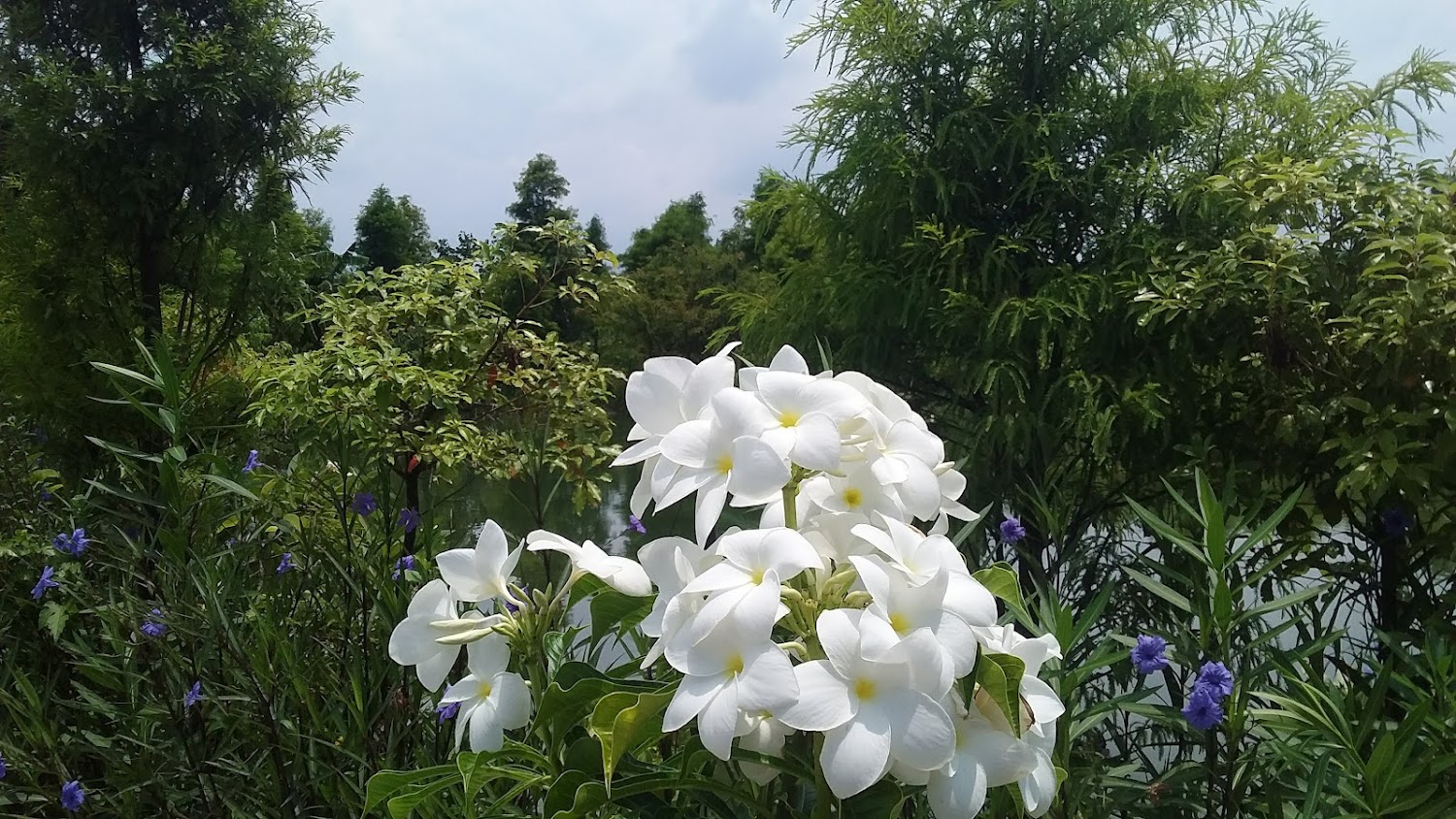 台灣地景花園白色花朵與湖畔景色