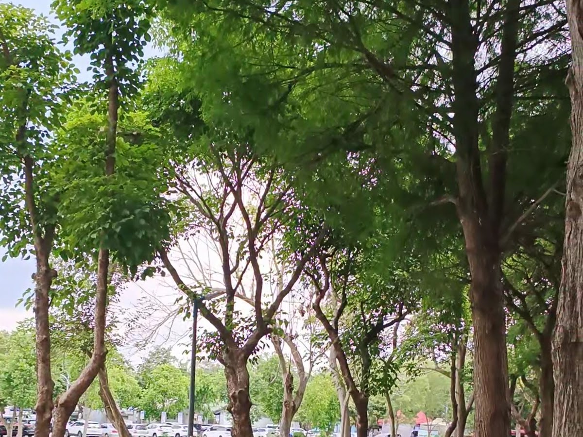 古坑綠色隧道步道環境