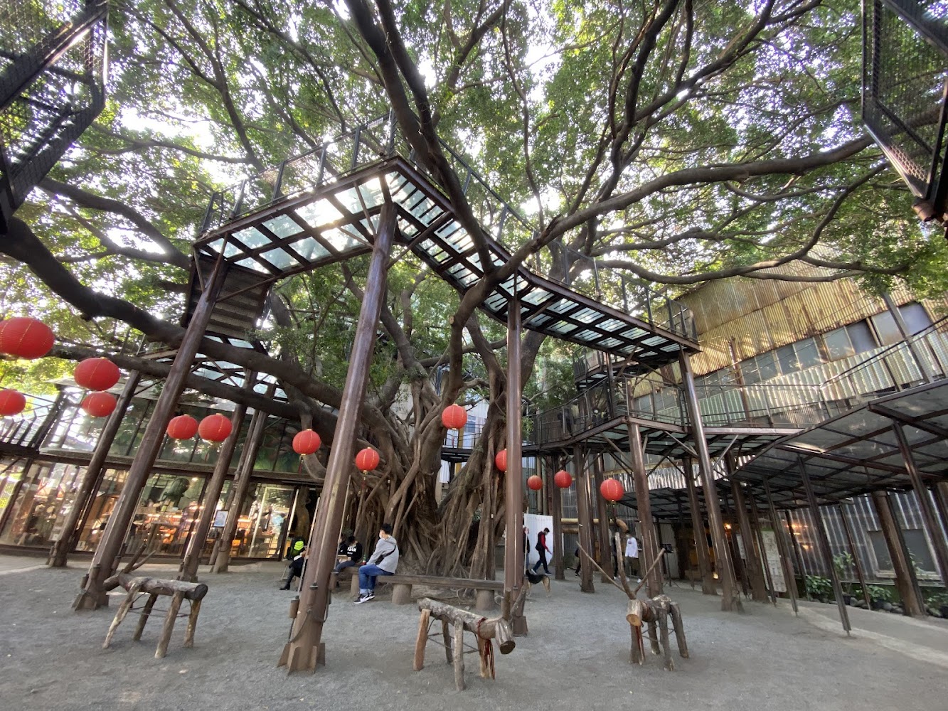 十鼓文創園區老樹與玻璃鋼構建築