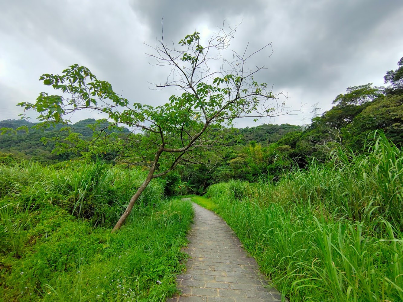 打鐵寮古道穿越綠意山林的步道路徑