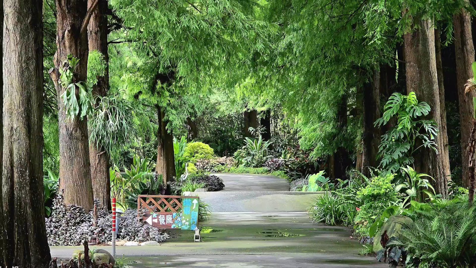菁芳園落羽松林道，秋冬橙紅景色，彰化田尾必訪