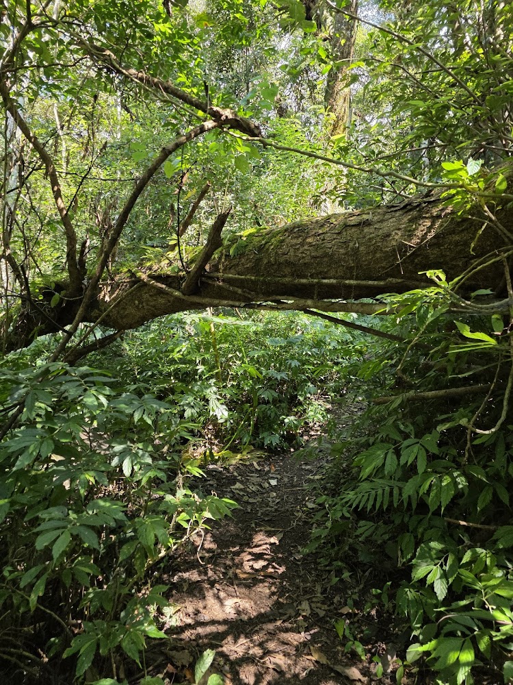 森林步道與倒木景色