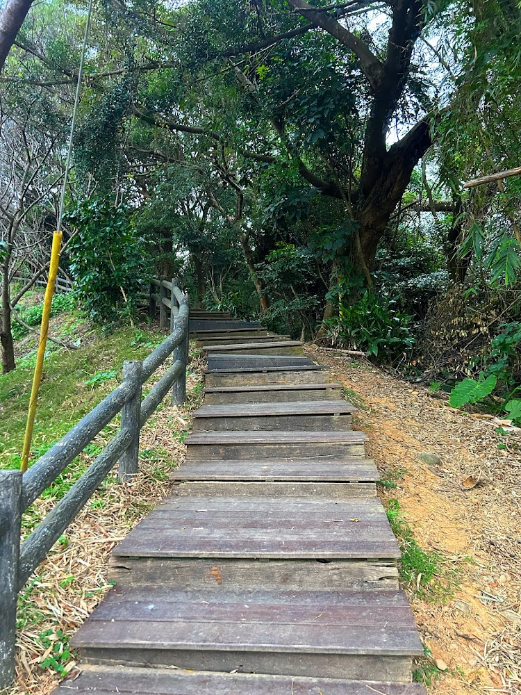 楓樹坑步道木棧階梯通往樹林深處