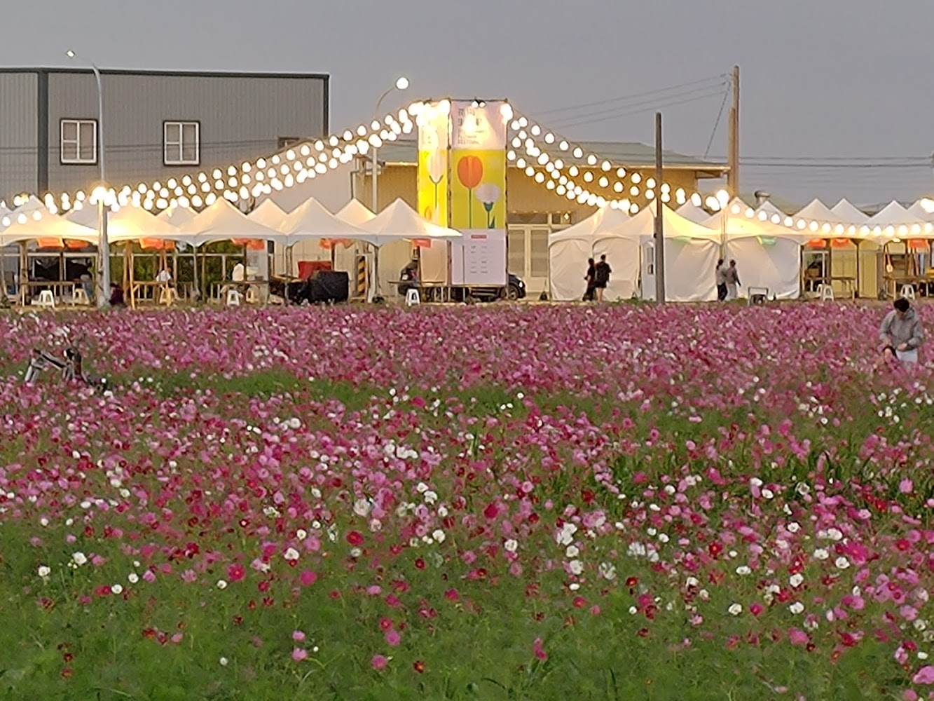 花田前有人拍照與後方帳篷市集